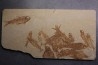 KNIGHTIA EOCAENA - Eocène - green river formation - Wyoming - USA