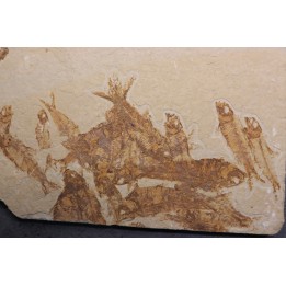 KNIGHTIA EOCAENA  - Eocène - green river formation - Wyoming - USA