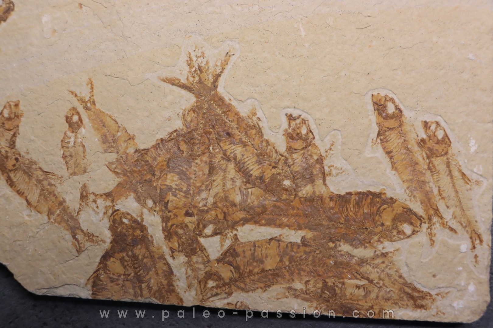 KNIGHTIA EOCAENA - Eocène - green river formation - Wyoming - USA