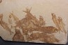 KNIGHTIA EOCAENA - Eocène - green river formation - Wyoming - USA