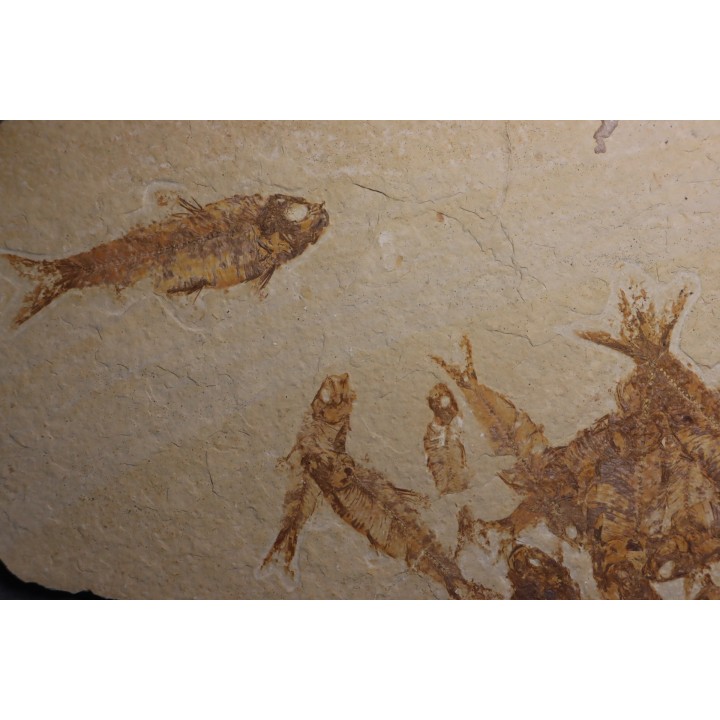KNIGHTIA EOCAENA  - Eocène - green river formation - Wyoming - USA