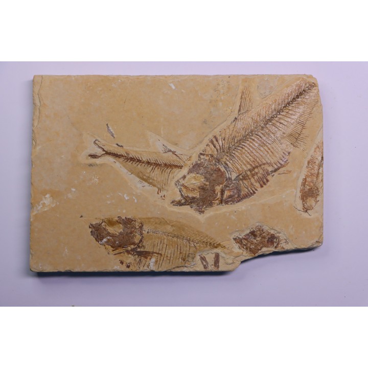 Diplomystus dentatus - Eocène - green river formation - Kemmerer, Wyoming - USA