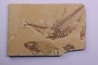 Diplomystus dentatus - Eocène - green river formation - Kemmerer, Wyoming - USA