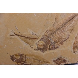 Diplomystus dentatus - Eocène - green river formation - Kemmerer, Wyoming - USA