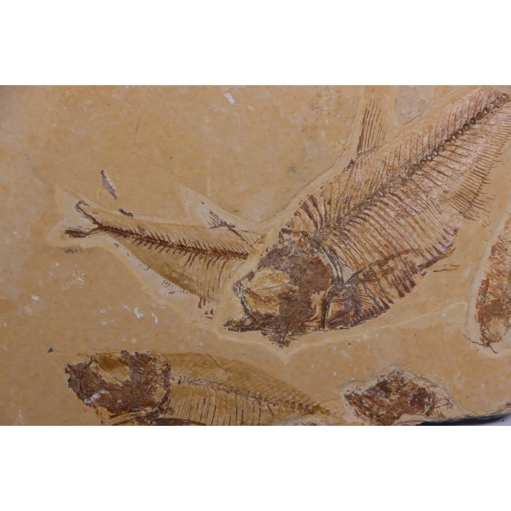 Diplomystus dentatus - Eocène - green river formation - Kemmerer, Wyoming - USA