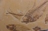 Diplomystus dentatus - Eocène - green river formation - Kemmerer, Wyoming - USA