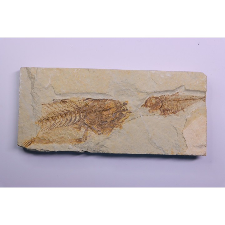 Diplomystus dentatus et mioplosus - Eocène - green river formation - Kemmerer, Wyoming - USA