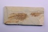 Diplomystus dentatus et mioplosus - Eocène - green river formation - Kemmerer, Wyoming - USA