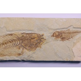 Diplomystus dentatus et mioplosus - Eocène - green river formation - Kemmerer, Wyoming - USA
