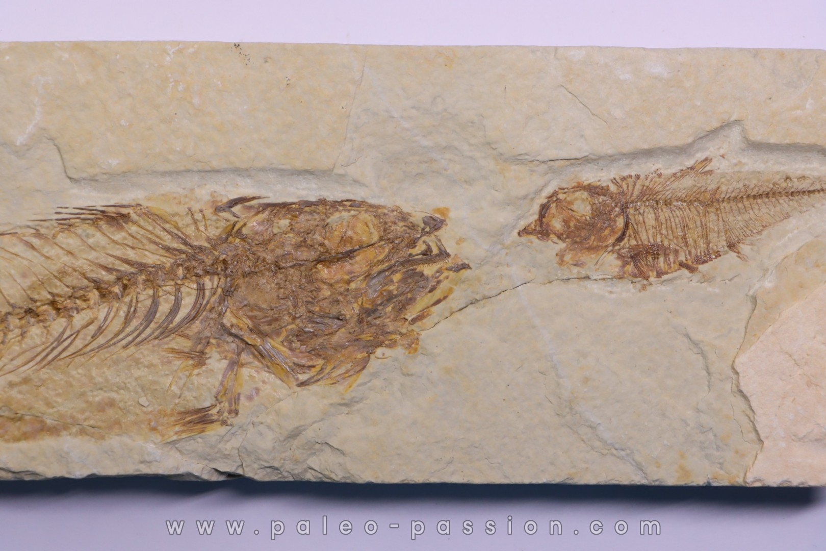 Diplomystus dentatus et mioplosus - Eocène - green river formation - Kemmerer, Wyoming - USA