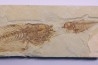 Diplomystus dentatus et mioplosus - Eocène - green river formation - Kemmerer, Wyoming - USA
