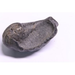 whale earbone  mio-pliocene  Florida - USA