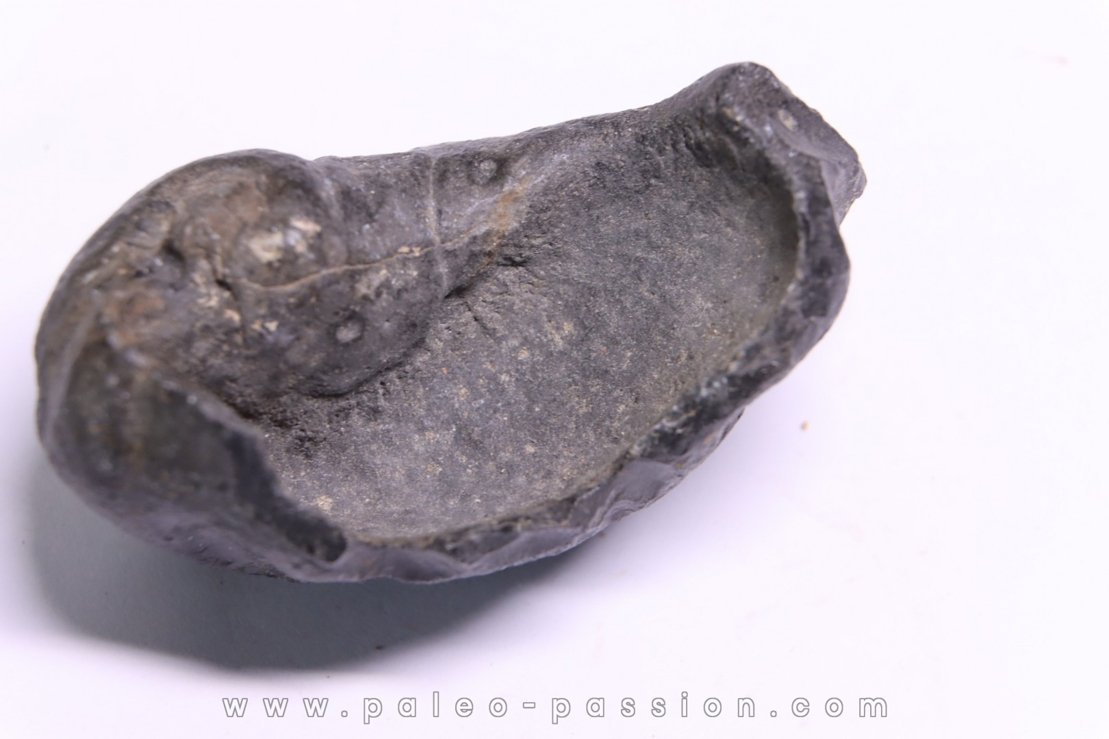whale earbone mio-pliocene Florida - USA
