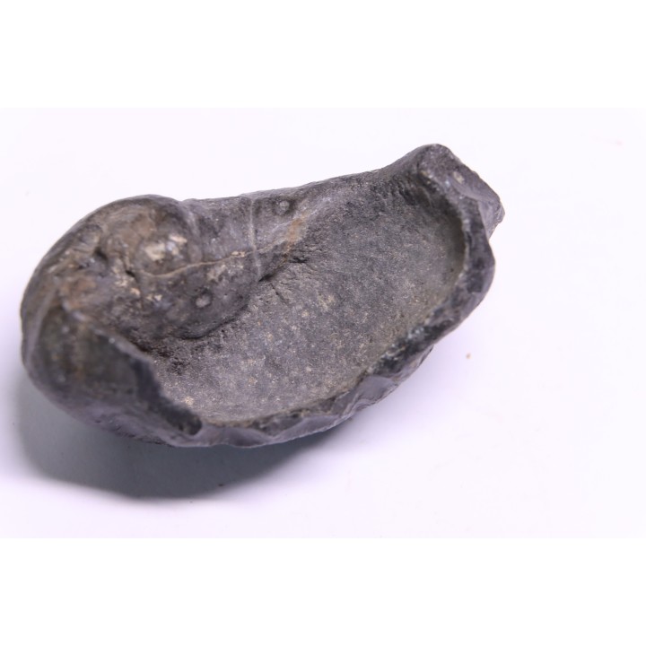 bulla tympani de baleine  mio-pliocene  Floride - USA
