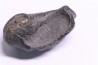 whale earbone mio-pliocene Florida - USA
