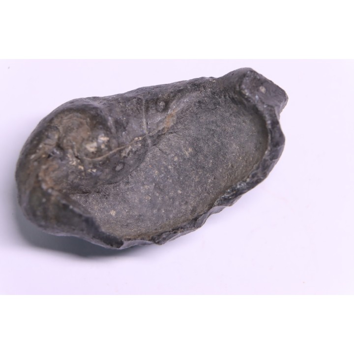 bulla tympani de baleine  mio-pliocene  Floride - USA