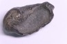 whale earbone mio-pliocene Florida - USA