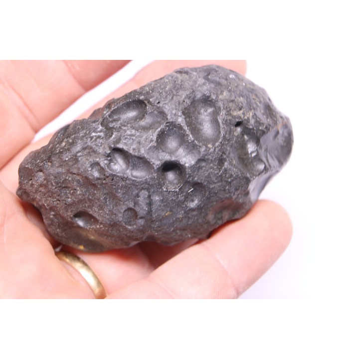 whale earbone  mio-pliocene  Florida - USA