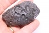 bulla tympani de baleine mio-pliocene Floride - USA