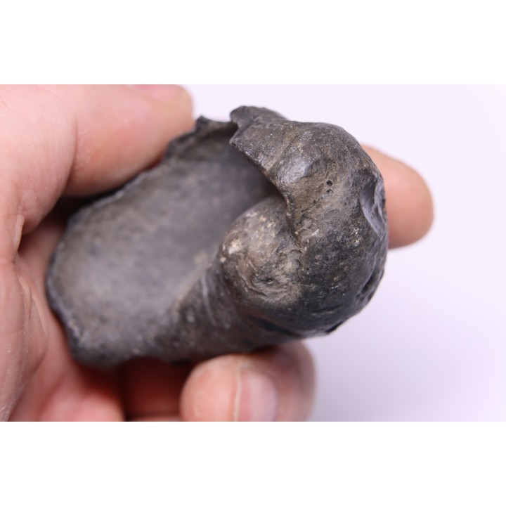 whale earbone  mio-pliocene  Florida - USA