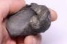 whale earbone mio-pliocene Florida - USA