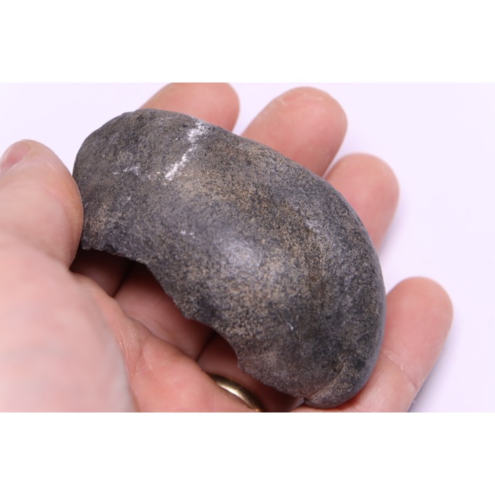 whale earbone  mio-pliocene  Florida - USA