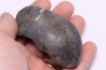 whale earbone  mio-pliocene  Florida - USA