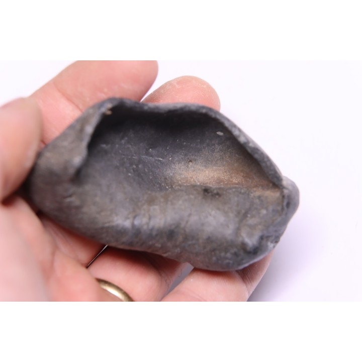 bulla tympani de baleine  mio-pliocene  Floride - USA