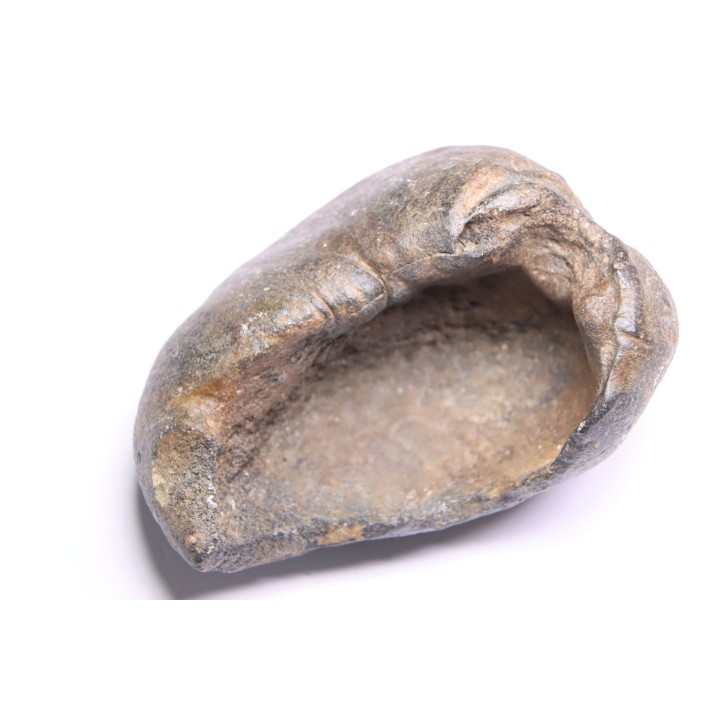 whale earbone  mio-pliocene  Florida - USA