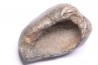 whale earbone  mio-pliocene  Florida - USA