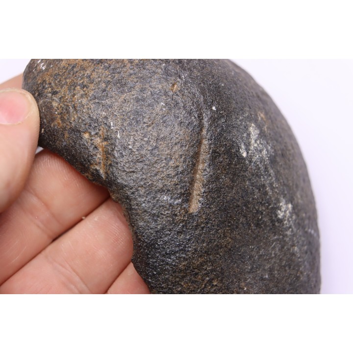 whale earbone  mio-pliocene  Florida - USA