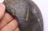 tres gros bulla tympani de baleine avec traces de predations - mio-pliocene Floride - USA