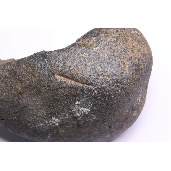 tres gros bulla tympani de baleine avec traces de predations -  mio-pliocene  Floride - USA