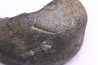 whale earbone  mio-pliocene  Florida - USA