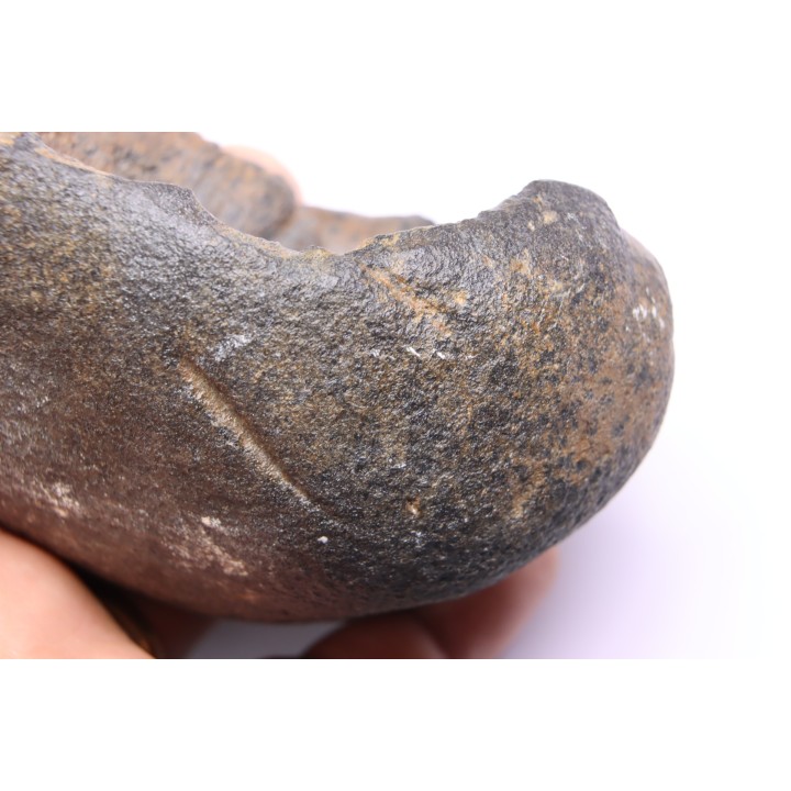 whale earbone  mio-pliocene  Florida - USA