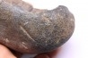 whale earbone  mio-pliocene  Florida - USA