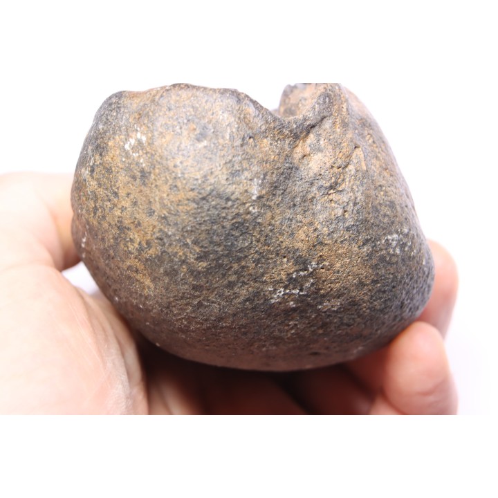 tres gros bulla tympani de baleine avec traces de predations -  mio-pliocene  Floride - USA
