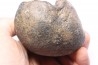 whale earbone  mio-pliocene  Florida - USA