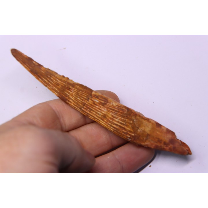HYBODUS sp.  Cenomanian -  Kem Kem , begaa, Taouz area, MOROCCO