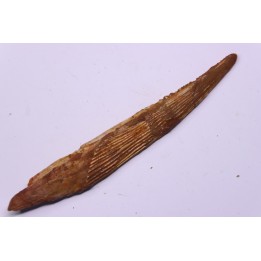 HYBODUS sp.  Cénomanien   Kem Kem , begaa prés de Taouz, MAROC