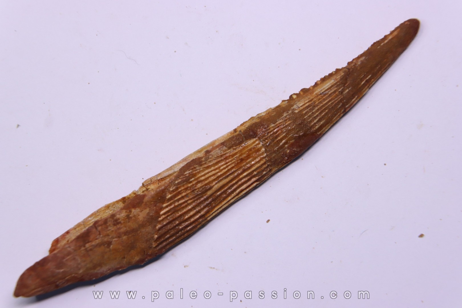 HYBODUS sp. Cénomanien Kem Kem , begaa prés de Taouz, MAROC