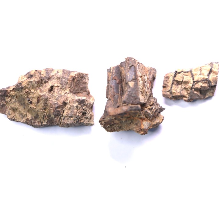 fragments de machoire de dinosaure edmontosaurus annectens - Hell Creek  Fmt - crétacé sup. - Dawson County, Montana, USA