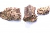 fragments de machoire de dinosaure edmontosaurus annectens - Hell Creek  Fmt - crétacé sup. - Dawson County, Montana, USA