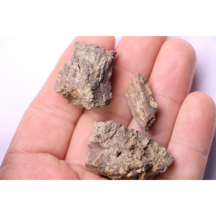 fragments de machoire de dinosaure edmontosaurus annectens - Hell Creek  Fmt - crétacé sup. - Dawson County, Montana, USA