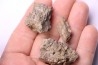 fragments de machoire de dinosaure edmontosaurus annectens - Hell Creek  Fmt - crétacé sup. - Dawson County, Montana, USA
