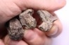 dinosaur part jaw with tooth: edmontosaurus annectens - Hell Creek  Formation - lower cretaceous - Dawson County, Montana
