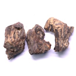 fragments de machoire de dinosaure edmontosaurus annectens - Hell Creek  Fmt - crétacé sup. - Dawson County, Montana, USA