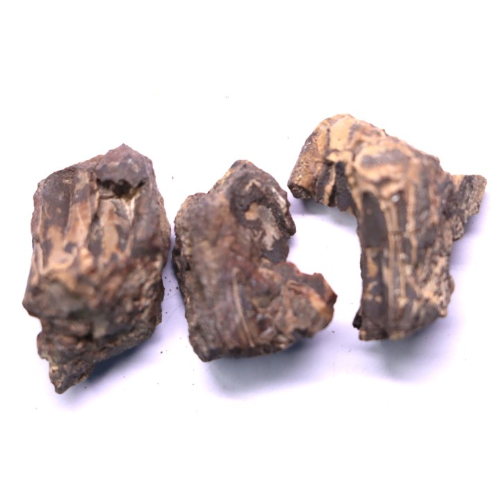 fragments de machoire de dinosaure edmontosaurus annectens - Hell Creek  Fmt - crétacé sup. - Dawson County, Montana, USA