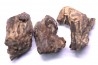 dinosaur part jaw with tooth: edmontosaurus annectens - Hell Creek  Formation - lower cretaceous - Dawson County, Montana