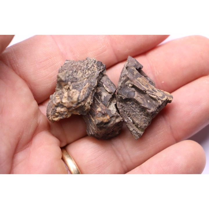 fragments de machoire de dinosaure edmontosaurus annectens - Hell Creek  Fmt - crétacé sup. - Dawson County, Montana, USA